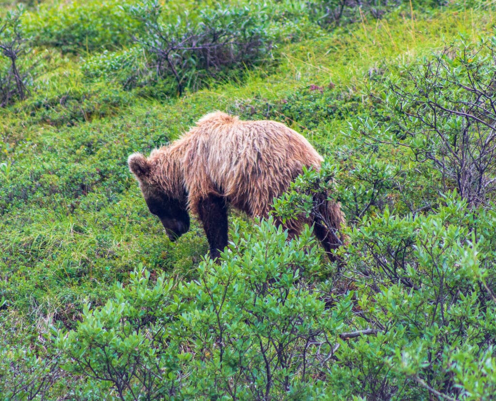 Grizzly Bear in Denali National Park