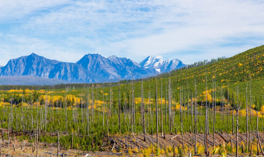 A forest fire wiped out what was once a forest in the foreground. Glacier National Park's peaks in the background