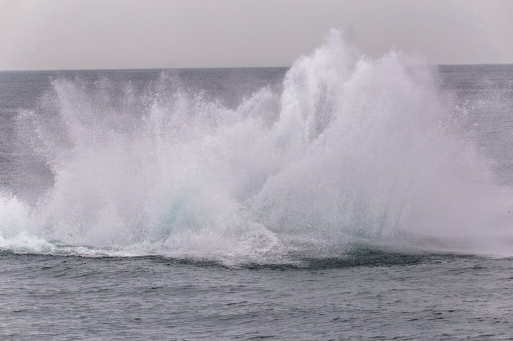 Whale lands in the water and makes a big splash after breaching