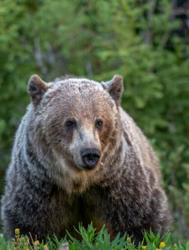 A Grizzly Bear along highway 40 in Peter Lougheed Provincal Park