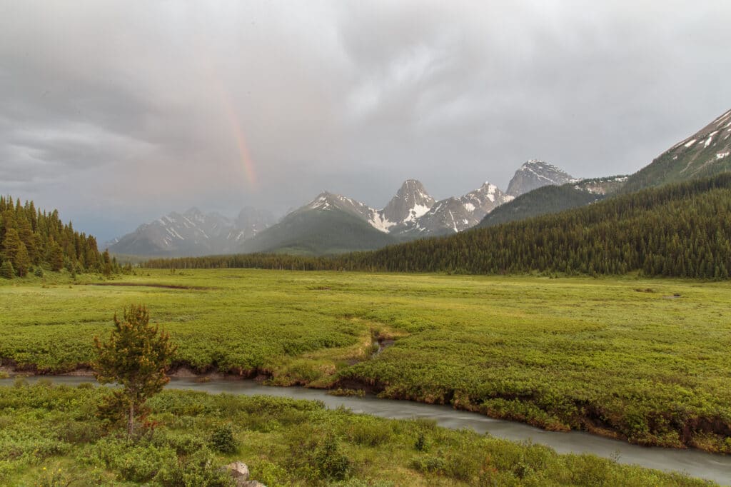 A green meadow in Spray Valley Provincal Park/Kananaskis Country Alberta, Canada