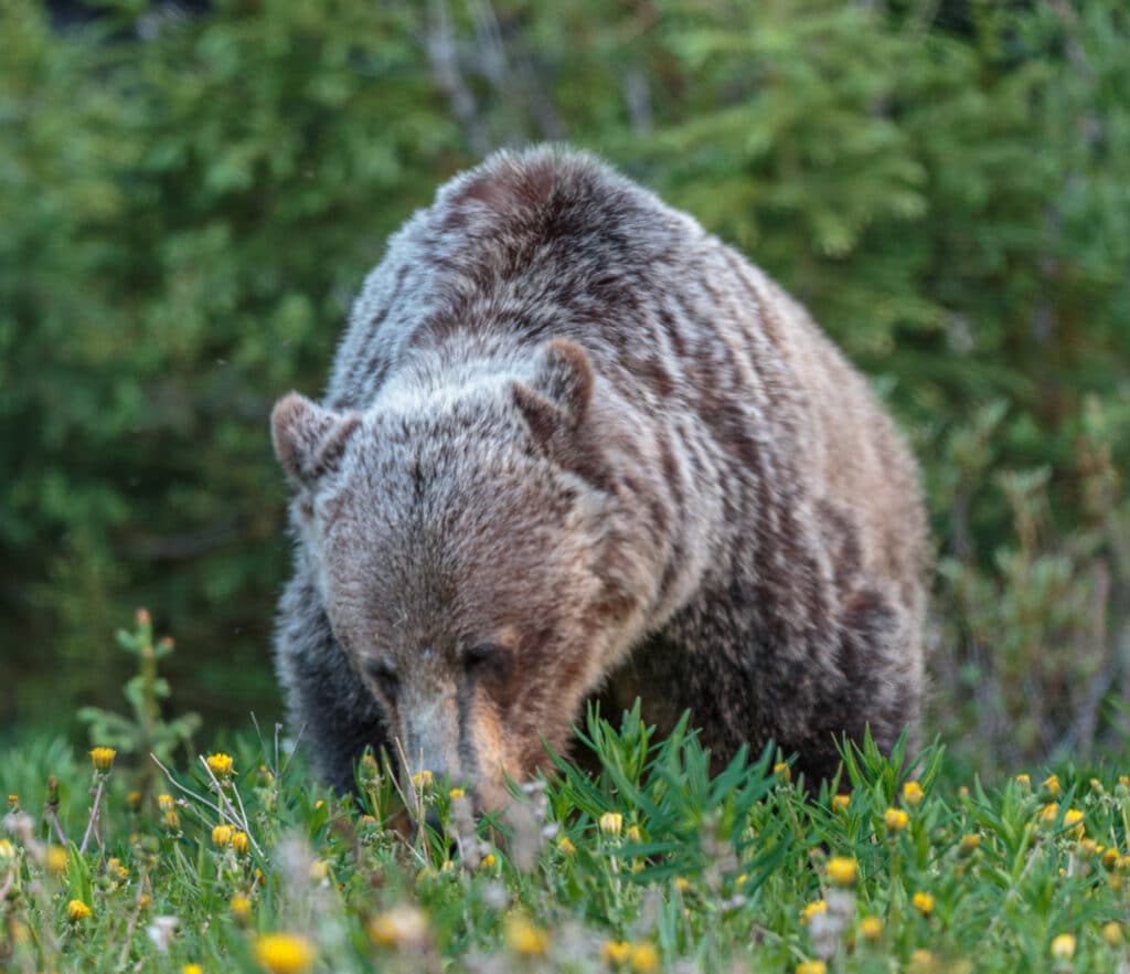 A Grizzly Bear along highway 40 in Peter Lougheed Provincal Park