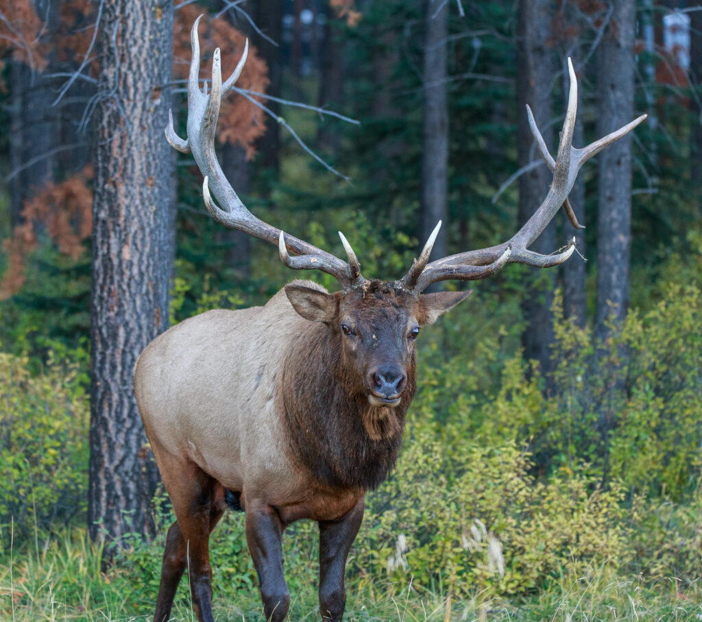 An Elk poses for the camera in Jasper National Park in September 2017