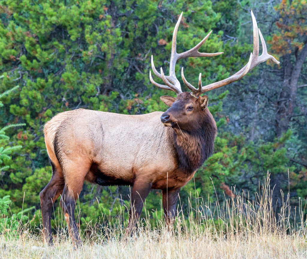 An Elk in Jasper National Park in 2017