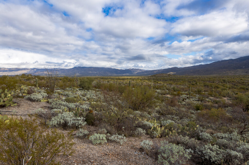 Valley of Cacti