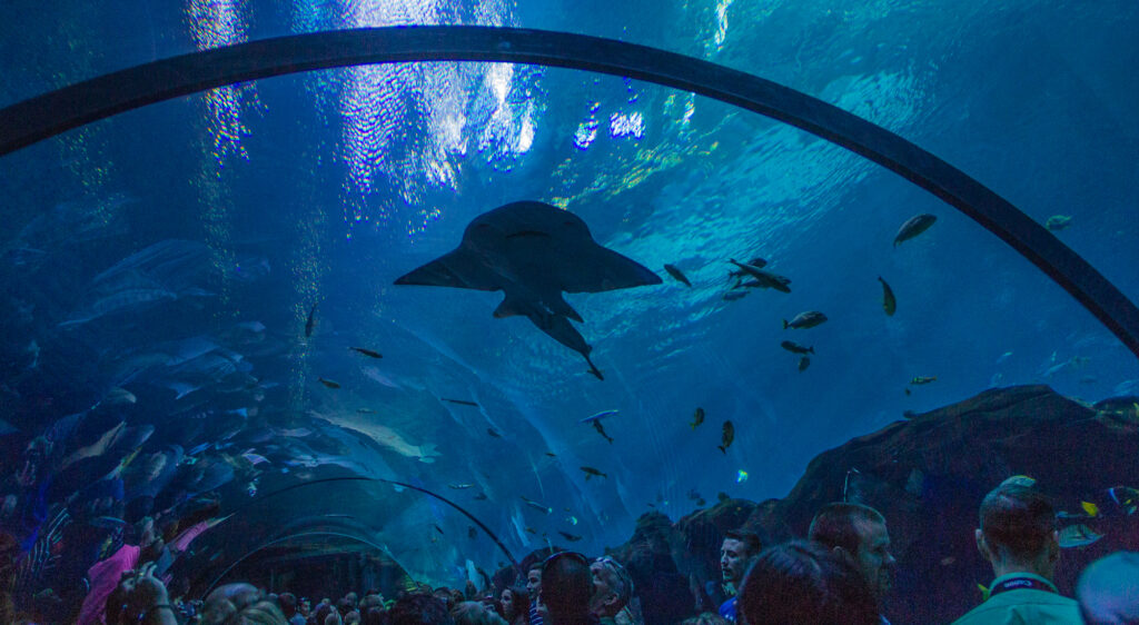 Georgia Aquarium