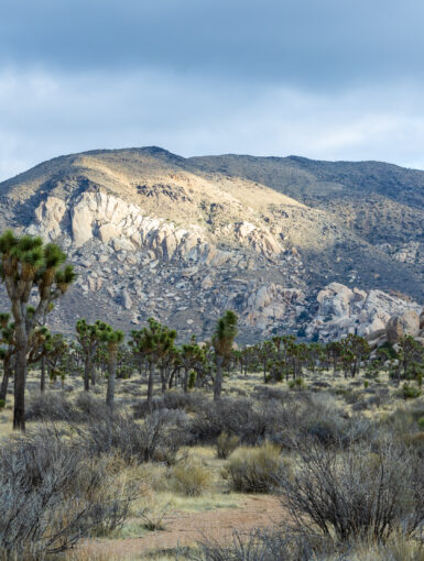 Joshua Tree National Park