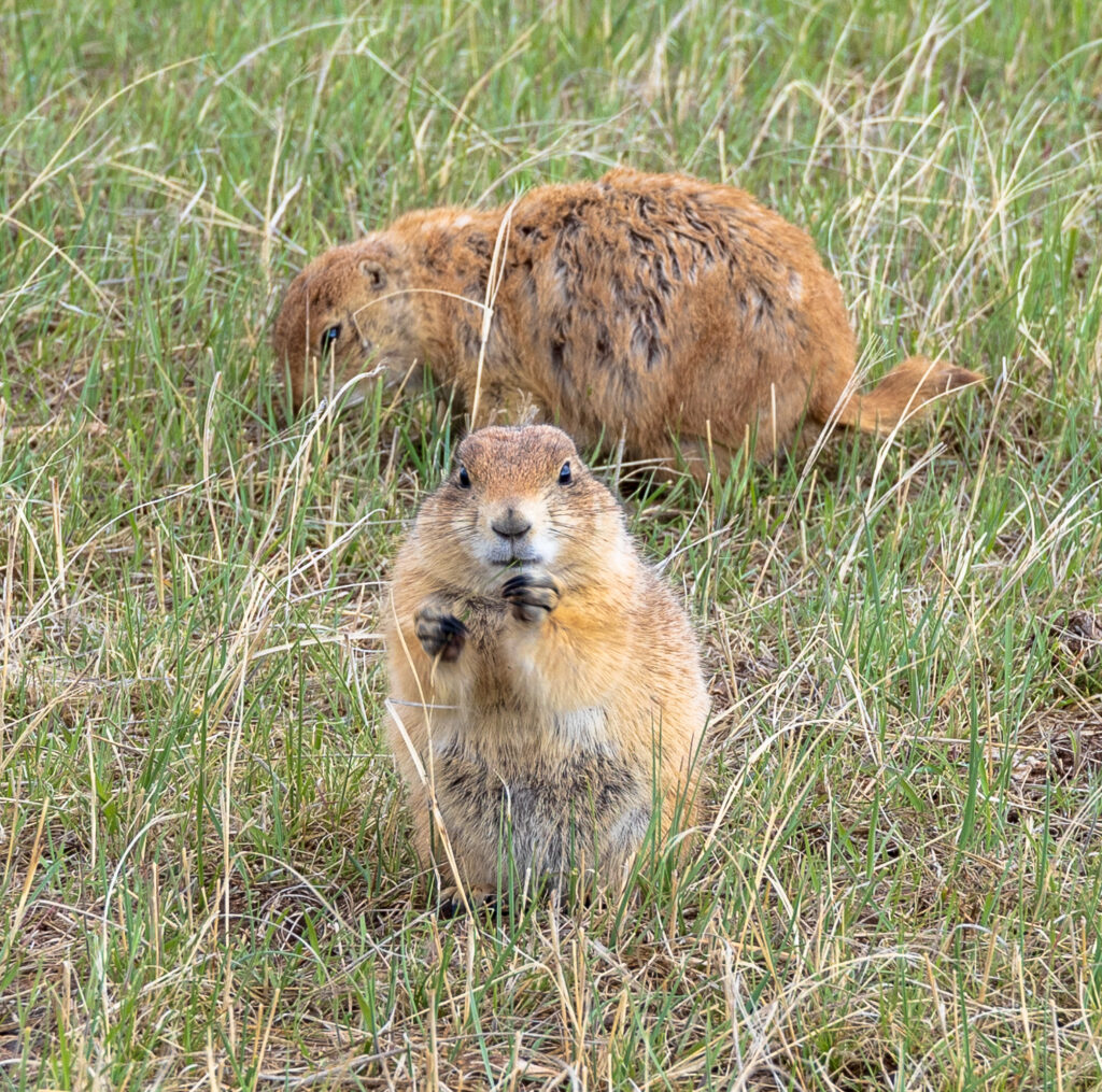 Prairie dogs